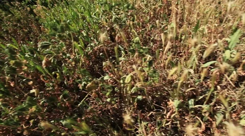 Look around tall grass and weeds in wind Stock-Footage 48523391