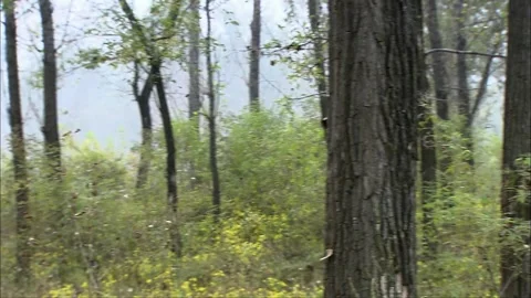 Look around at the trees Stock Footage 261640529