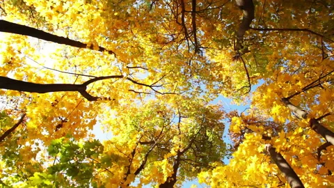 Look Up in the Autumn Forest 動画素材 106457924