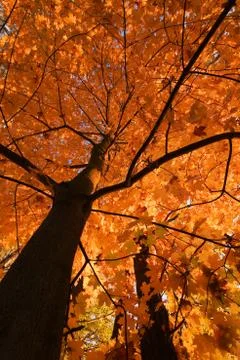 Look up in the autumn forest... Stock Photos