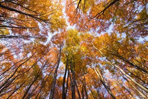 Look up in the autumn forest Stock Photos