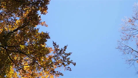 Look up at autumn trees Stock Footage 93382790
