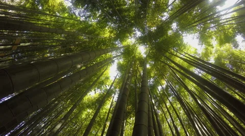 Look up to the bamboo trees Stock Footage 48668747
