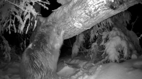 A look of the beaver eating the snow from the log trail camera in Estonia Stock Footage 247021697