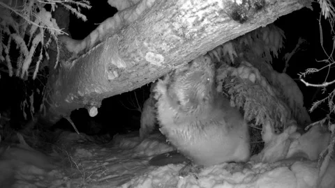 The look of the beaver munching the snow trail camera in Estonia Stock Footage 247021924