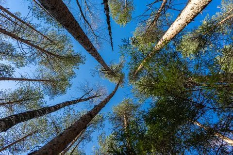 Look from below at the tops of the trees. Stock Photos
