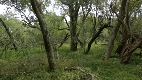 Look up between trees along trunks from grass to leaves looking at white sky Stock Footage 98515258