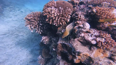 Look of a big giant leopard eel hiding in the coral reef stone rock with divers  Stock-Footage 251301675