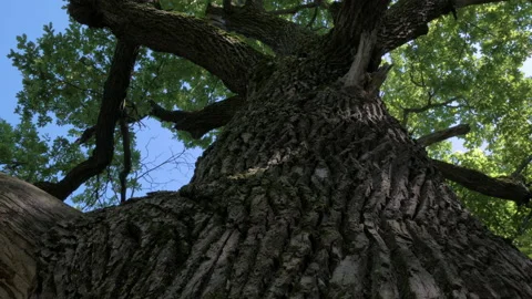 Look up to Big Oak tree in summer sunny Forest Video stock 137328870