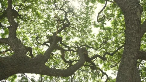 Look up to big trees crowns branches, help to block sunlight in afternoon Stock Footage 198823085
