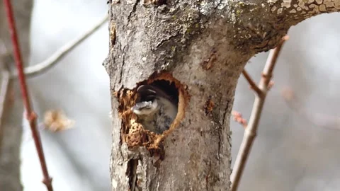 Look! A Black-capped Chickadee Builds Nest in Maple Tree, Closeup, Video 4 of 6 Video stock 307057019