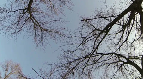Look at the blue sky through the branches of trees. Stock Footage 36590699