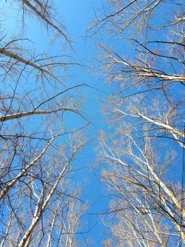 Look up at the blue sky through the branches bent over the trees. Landscape. Stock Photos