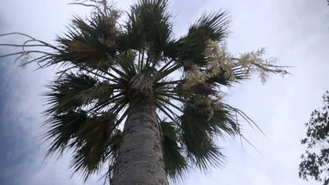 A look from the bottom up at a tall palm tree Stock Footage 158994462