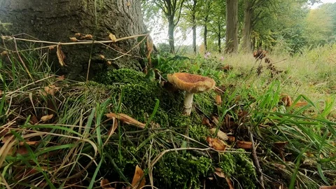 Look to the brown mushroom Video stock 118155985