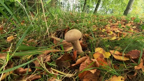Look to the brown mushroom 動画素材 119300539