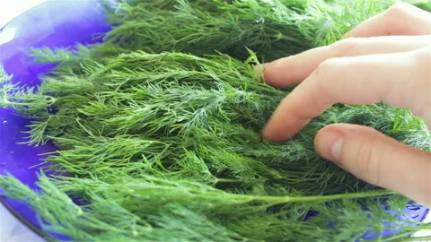 Look for bugs in fresh green dill. Real time, medium shot, natural light, high a Stock Footage 108665774