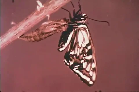 A look at a butterflies wings under a microscope shows a scaly pattern, and a Stock Footage 90624818