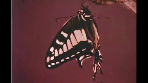 A look at a butterflies wings under a microscope shows a scaly pattern, and a Stock Footage 116993765