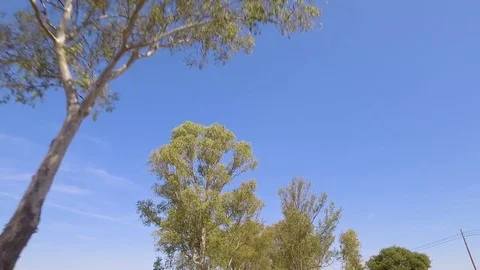 Look Up from Car Eucalyptus Tree Crowns Stock Footage 84771028