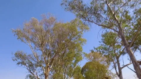 Look Up from Car Eucalyptus Tree Crowns Stock Footage 84771131