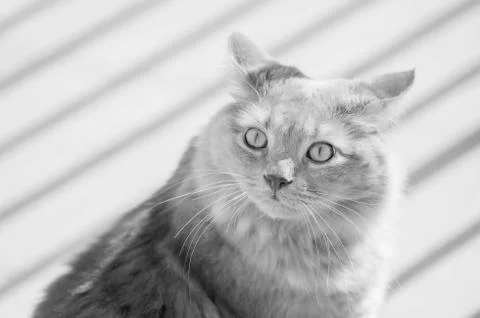 Look of cat Stock Photos