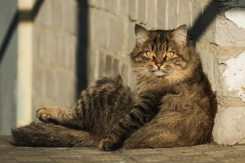 The look of a cat sitting outside an old building wall Stock Photos