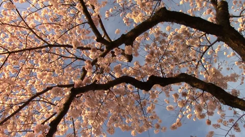 A Look Up at the Cherry Blossoms of Washington, DC Stock Footage 38774944