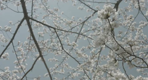 Look up cherry tree 4k  non color graded (4000x2160) Video stock 49834997