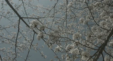 Look up cherry tree handy shot 4k  non color graded (4000x2160) 動画素材 49836223