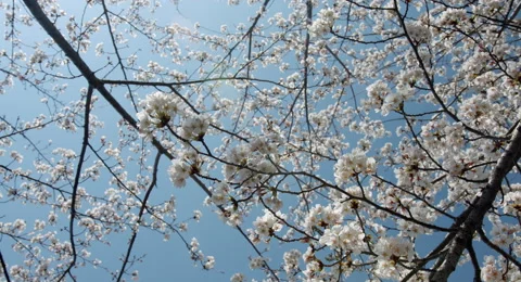 Look up cherry tree handy shot 4k color graded (4000x2160) 17 Stock-Footage 49836651
