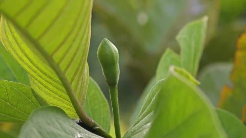 Look closely at the plant Stock Footage 316734776