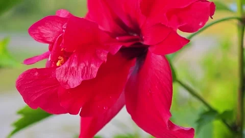 Look closely at the plant Stock Footage 316734779
