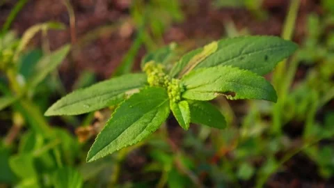 Look closely at the plant Stock Footage 316734784