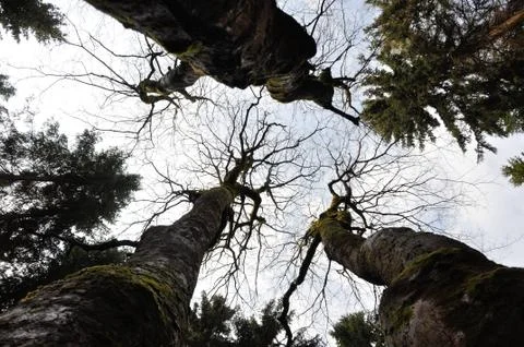 Look to cloudy sky through tree branches without leaves Stock Photos