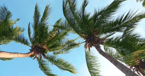 Look up of Coconut tree fronds blowing in the wind with blue sky background. Stock Footage 151434233