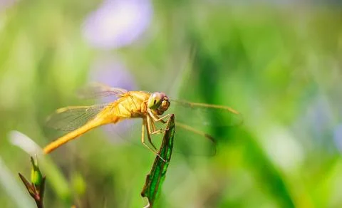 Look at a common dragonfly. Stock Photos