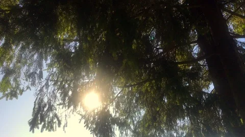 Look up at coniferous branches moving slowly in the wind on a sunny day Stock Footage 118327685