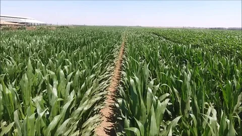 A look at a cornfield Stock Footage 82638054