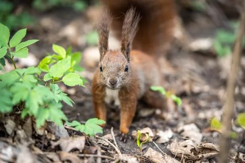 The look of a curious cute squirrel, selective focus Stock Photos