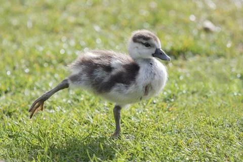 Look at this dance move Stock Photos