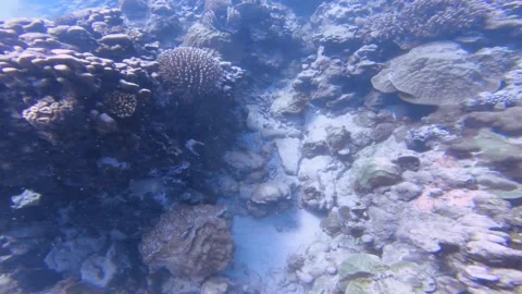 Look diving around salt ocean sea water with two divers help each other on coral Stock Footage 251301847