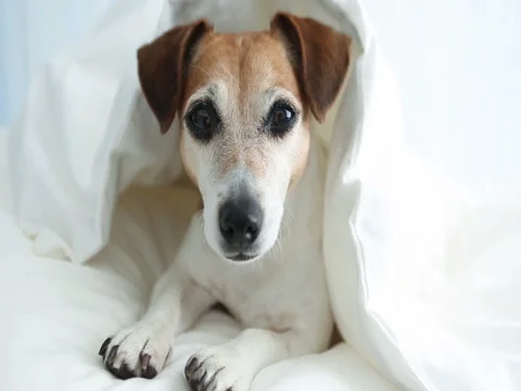 Look dog on the bed relaxing Vídeo Stock 75885042