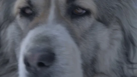 The look of the dog on the sides of the macro Stock Footage 88105596