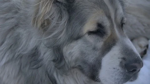 Look of the dog on the sides middle plan Stock Footage 88102654