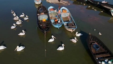 Look down aerial movement over a boat with fisherman and pelicans on a lake Stock Footage 119662680