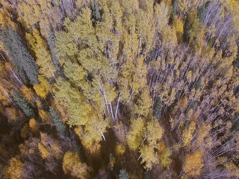 Look down autumn forest Stock Footage 80327488