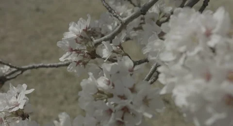 Look down cherry blossoms, 4k  non color graded (4000x2160) Video stock 49875879