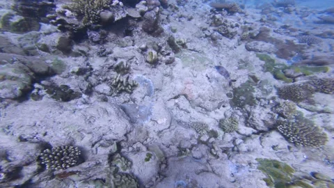 Look down diving around salt ocean sea water with various coral reef and parrot  Stock Footage 251301862