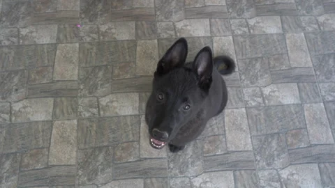 Look down on the dog Stock Footage 282594695